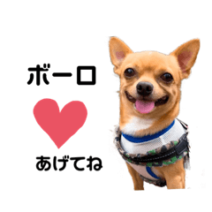 hachi_20231108124248