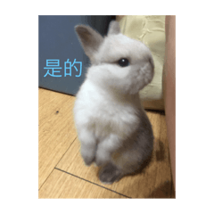 兔仔didi ＆didi小時候