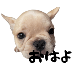 French Bulldog living in Japan