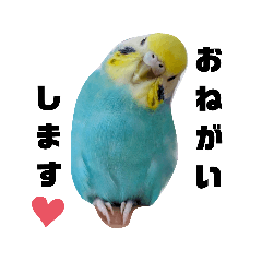 Genmomo_budgie-sanechan