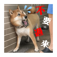 Dombo’s daily life