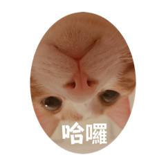 Kalena的卯咪們
