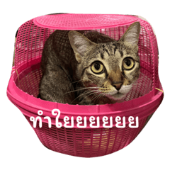 Noeyyy_20231109222216