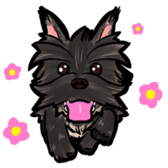 Silent Cairn Terrier