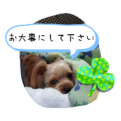 ヨークシャーテリアのキアラちゃん  2