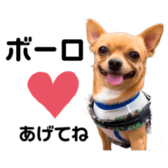 hachi_20231110204026