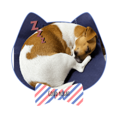 Jack russell terrier love