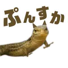 Suzu_20231111002234