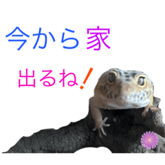 Suzu_20231111142352