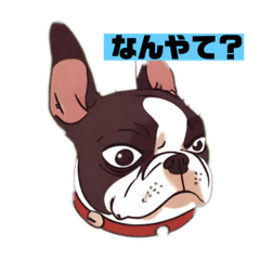 kansaiben dog boston