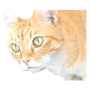 nekodango_20231111205539