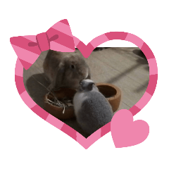 bunnies friends