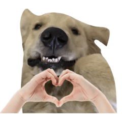 โกลเด้นหมาแดง ver2