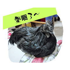 快樂寵物雞（藍寶堅尼雞、印尼黑雞）