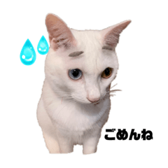 seven cats three dogs