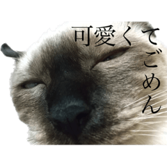 chihuu_20231112063435