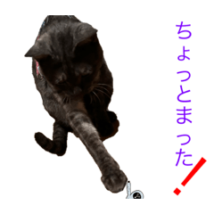Suzu_20231112164635