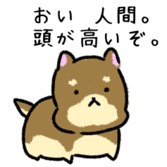 Tsundere dog (Japanese)