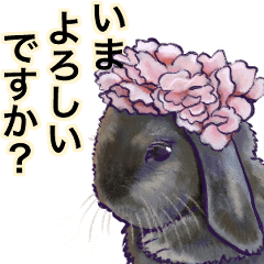 TIROL lop-eared bunny