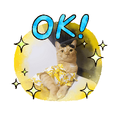 ampbox88_20231113014821