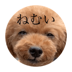 akikikiki_20231113133748