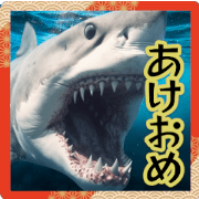 [New Year] New Year Shark Message