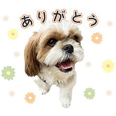 Maru-chan daily sticker