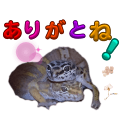 Suzu_20231113180605
