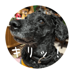 mambo_20231114133307