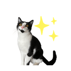 mainichiru