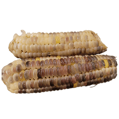 食物系列 : 一些玉米 #11