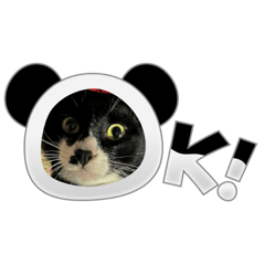 Maomuu_20231115045825