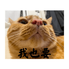 小咪幾①