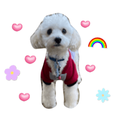 sakura_20231115080015