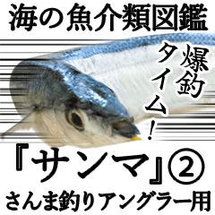 『さんま -秋刀魚-』ルアー・サビキ釣り編