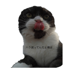 rinaokk_20231115183606