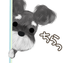 a moving schnauzer