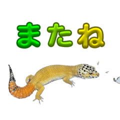 Suzu_20231116181512