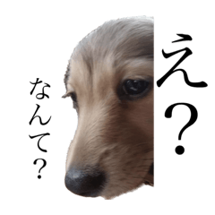 てでぃ(犬)