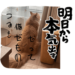 TSUMIKIsan_20231117001805