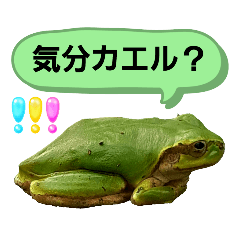 Wild frog 19
