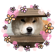 tanaka_20231116210341