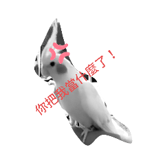 玄鳳鸚鵡（1）