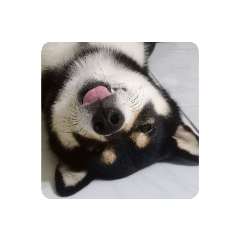 嘟嚕