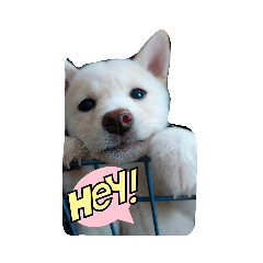 dog315