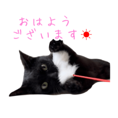 black cat simple sticker Kuma
