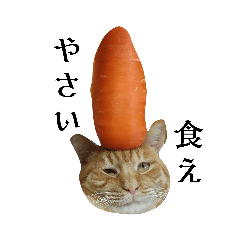 猫のアカ。ときどきぶぅこ。