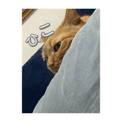 sakura_20231118150542