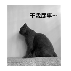 卡比cat