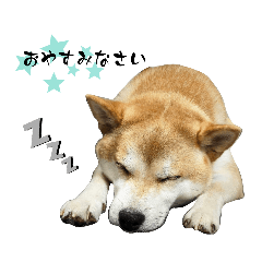 SHIBA_GINTA